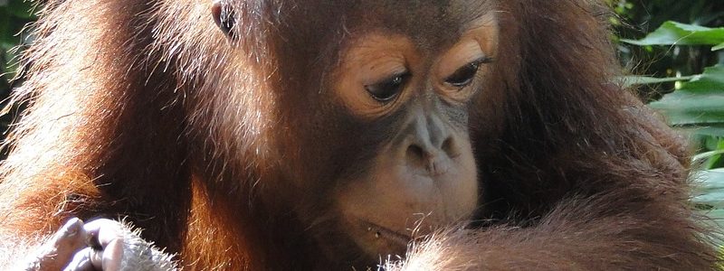 Óriási ökológiai katasztrófa – több mint féltucat orangután pusztul el naponta